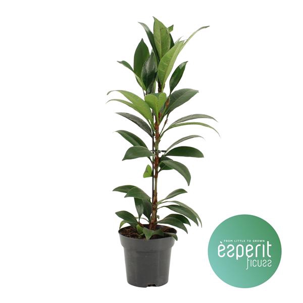 <h4>Ficus cyathistipula Compacta</h4>