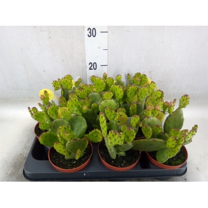 Opuntia humifusa
