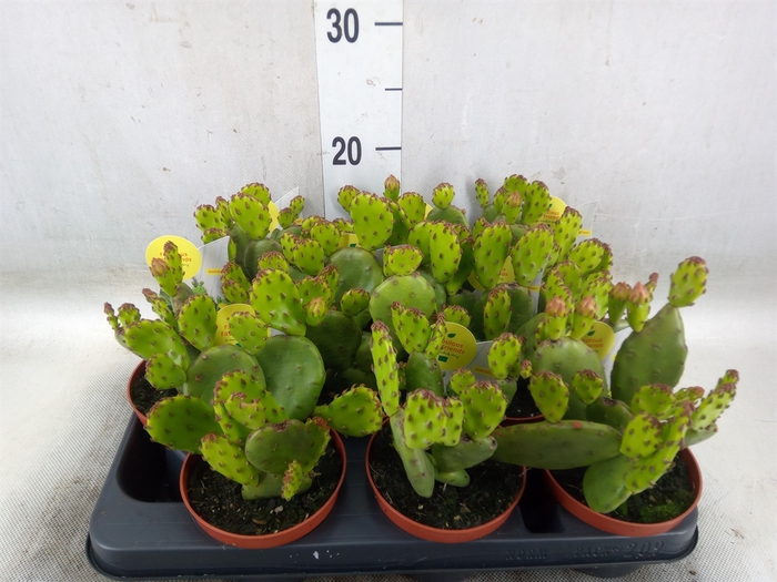 <h4>Opuntia humifusa</h4>
