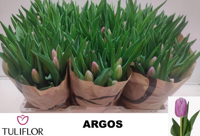 <h4>TU EN ARGOS</h4>
