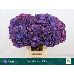 HYDRANGEA  'ROYAL OPERA'