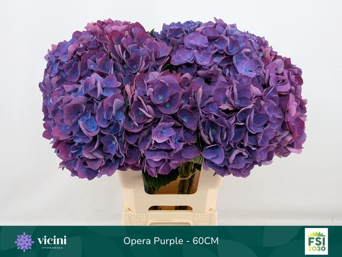 <h4>HYDRANGEA  'ROYAL OPERA'</h4>