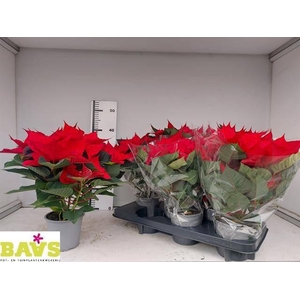 EUPHOR POINSETTIA RED P13