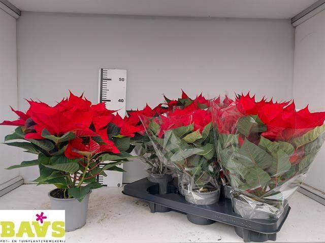 <h4>EUPHOR POINSETTIA RED P13</h4>