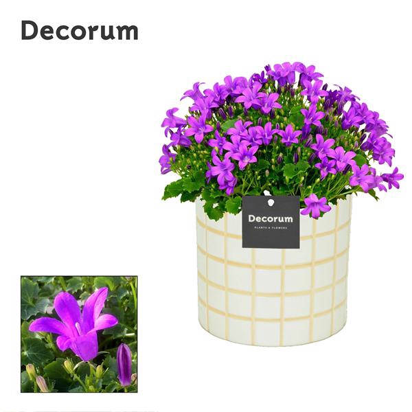 <h4>Campanula Porto LL 'Tirza' Decorum</h4>
