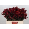 Leucadendron Blush Spray