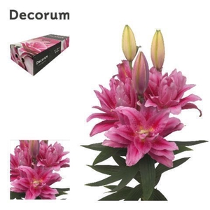 LI ROSELILY VIOLA 4+ XL Decorum Box