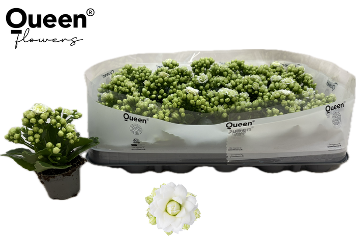 <h4>KAL GE RF GRETA</h4>