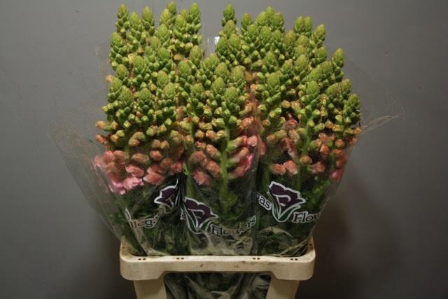 <h4>ANTIR POTO PINK</h4>