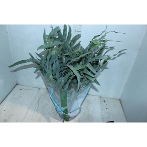 PHLEBODIUM BLUE STAR C21