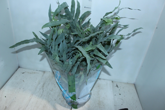 <h4>PHLEBODIUM BLUE STAR C21</h4>