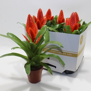 VRIES INTENSO ORANGE
