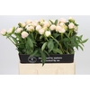 Paeonia Chiffon Parfait