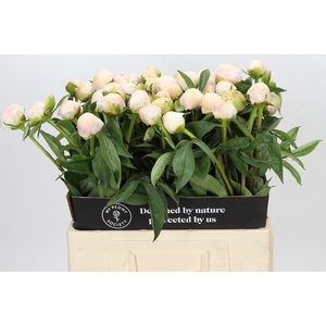 Paeonia Chiffon Parfait