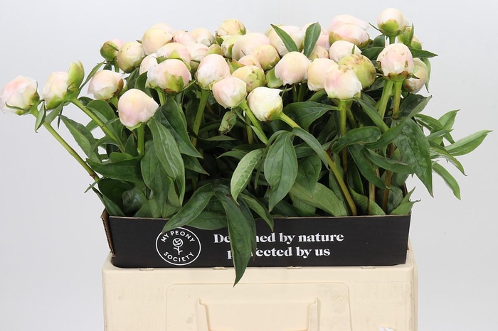 Paeonia Chiffon Parfait