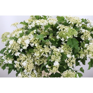 Overig Zomerbloemen