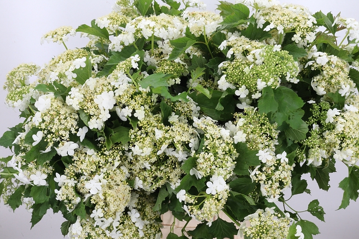 <h4>Overig Zomerbloemen</h4>