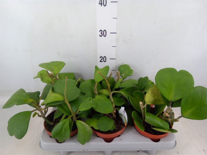 <h4>Hoya kerrii</h4>