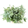 EUC POPULUS MEDAGLIA