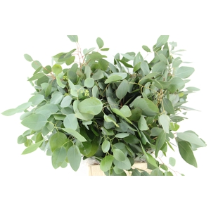 EUC POPULUS MEDAGLIA