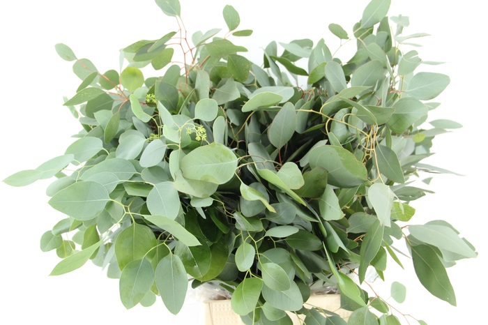 <h4>EUC POPULUS MEDAGLIA</h4>