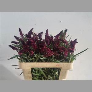 Lysimachia Atropurpurea
