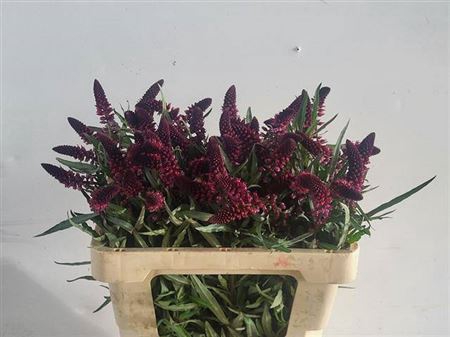 <h4>Lysimachia Atropurpurea</h4>