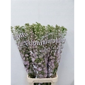 Delph Du Dewi Pink Spijker