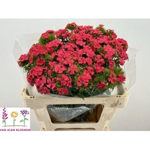 DI BARB S WILL CORAL