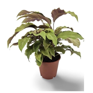 Calathea 'Fusion Yellow'