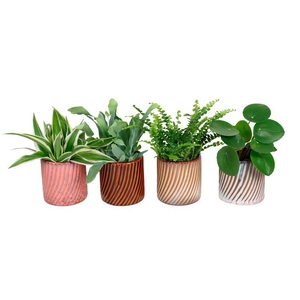 L 67473 W. GREEN MIX 6 CM