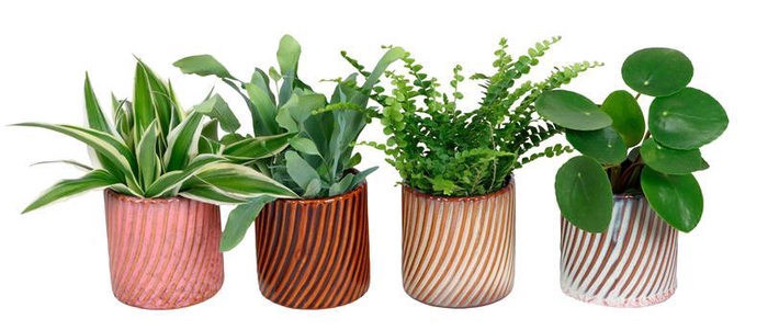 <h4>L 67473 W. GREEN MIX 6 CM</h4>