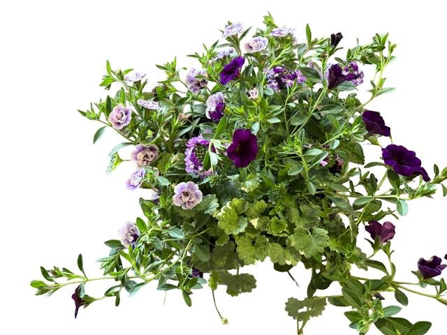 <h4>PERKPL GEM IN POT</h4>