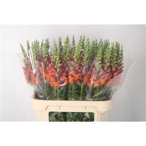Antirrhinum Nl. Orange Avignon