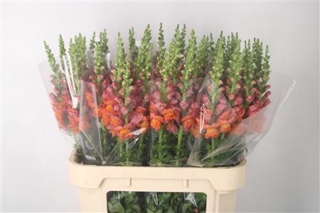 <h4>Antirrhinum Nl. Orange Avignon</h4>