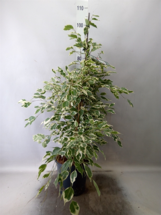 <h4>Ficus benja. 'Twilight'</h4>