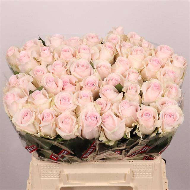 <h4>R Gr Revival Sweet Extra Tima</h4>