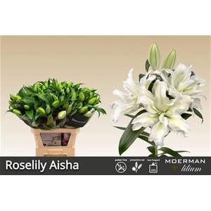 Li Or Du Rl Aisha