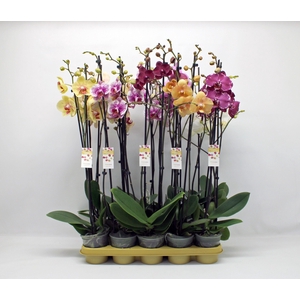 Gemengd 2-tak 80cm (GROEN)