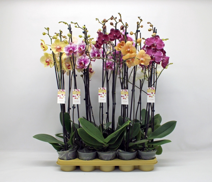 <h4>Gemengd 2-tak 80cm (GROEN)</h4>