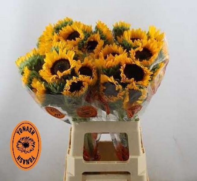 <h4>Helianthus Orange Fire Yonash</h4>