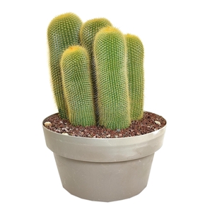 NOTOCACTUS LENINGHAUSII - POT Ø 30- (CACTUS)