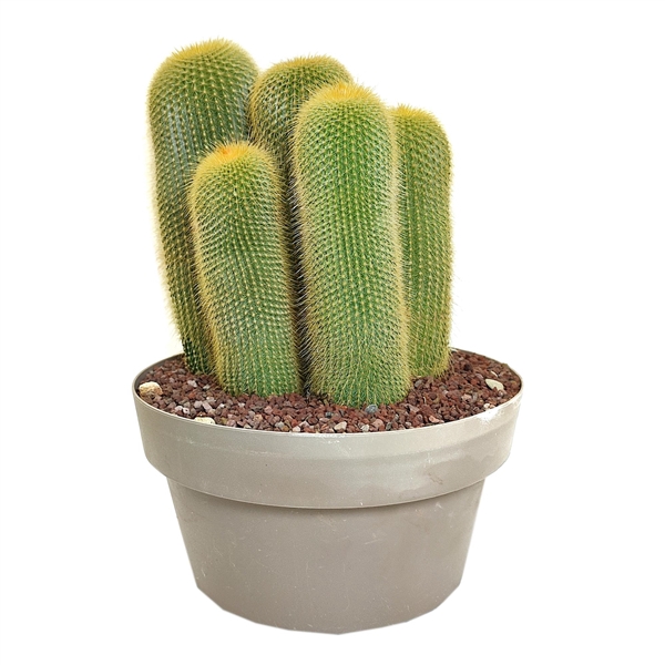 <h4>NOTOCACTUS LENINGHAUSII - POT Ø 30- (CACTUS)</h4>