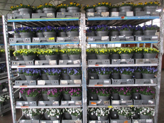 <h4>VIO CO MIXK</h4>