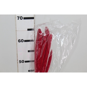 FLOR DE MILETO DESIDRATADO