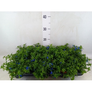 Lobelia erin. 'Richardii'