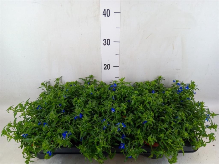 <h4>Lobelia erin. 'Richardii'</h4>