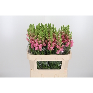 Antirrhinum Po Pink