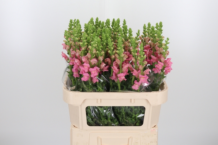 <h4>Antirrhinum Po Pink</h4>