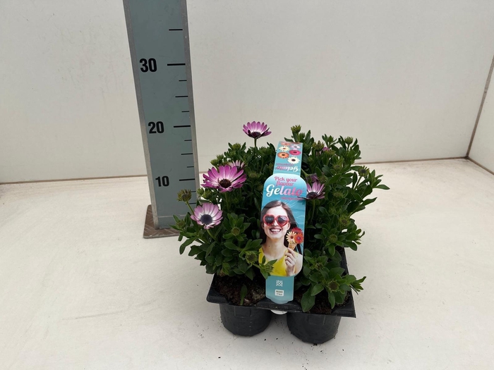 <h4>OSTEO GELATO ALMOND</h4>